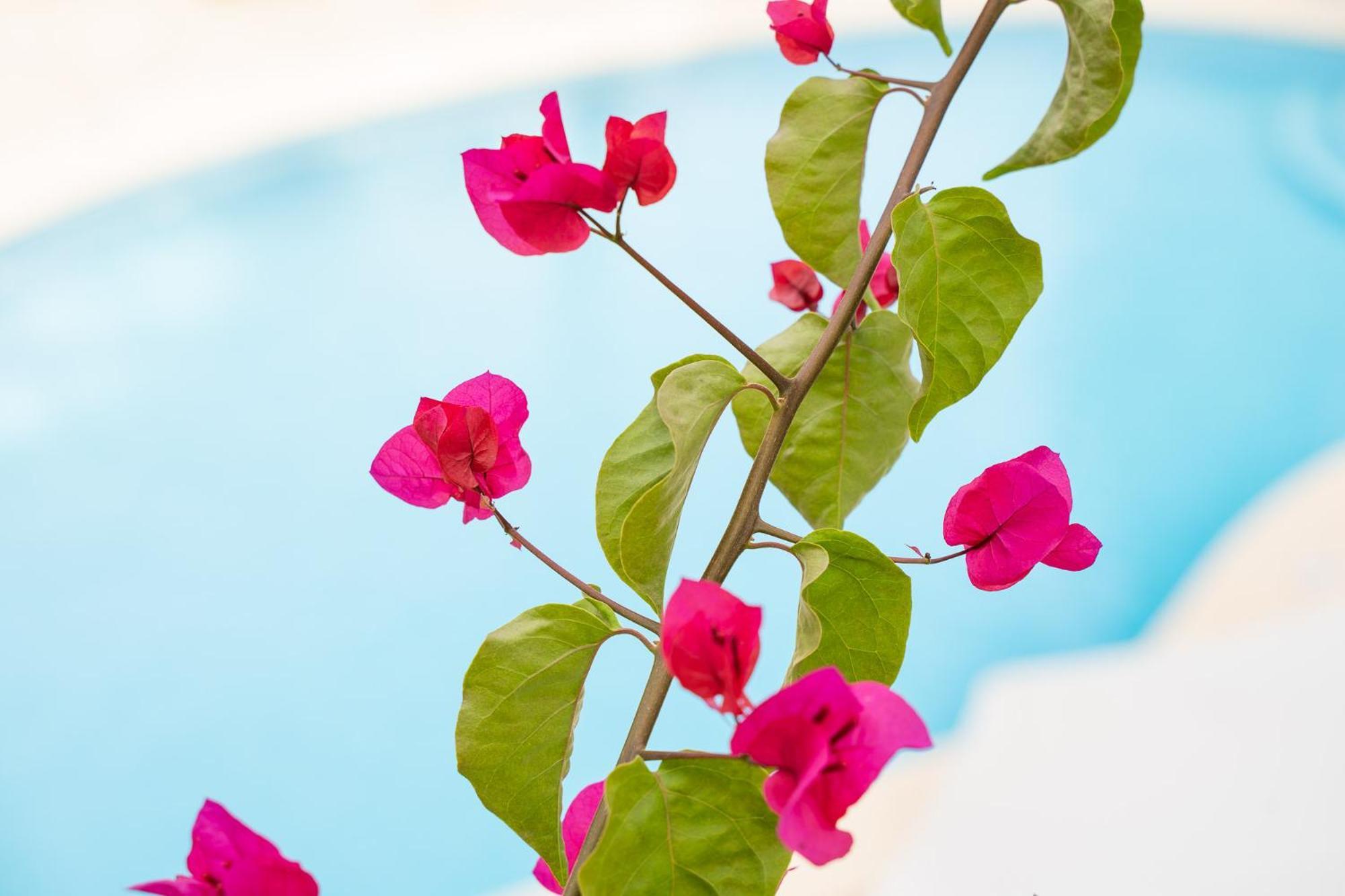 Apartamentos Los Tilos ปาเกรา ภายนอก รูปภาพ